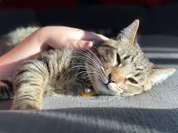 A ringworm rash can be uncomfortable, but it's common and treatable. Ringworm Human To Pet Transmission