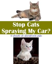 Pin En Stop Cat Spray Ideas
