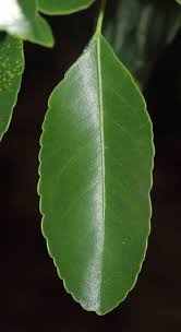 Image result for Elaeodendron