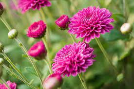 Chrysanthemum Flower Plants Best Flower Wallpaper