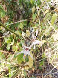 Image result for Mellera lobulata