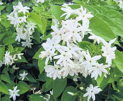 Check spelling or type a new query. The Mother Of All Blooms