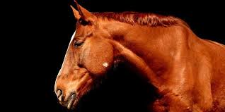 Nombres De Caballos Los 8 Mas Famosos De La Historia Blog De Terranea