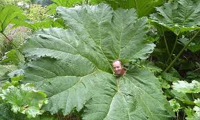 Image result for Gunnera