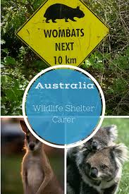 This Wildlife Shelter In Australia Is One Of The Largest Unsupported Privately Owned Wildlife Shelters In Australia Taking Wildlife Volunteer Travel Volunteer