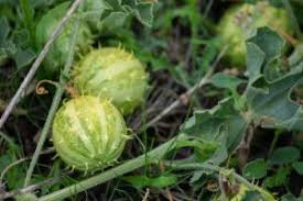 Image result for Cucumis myriocarpus