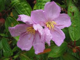 Image result for Melastomastrum