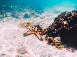 Compra ahora un peluche que respira perfect petzzz y llévate la bolsa de transporte al 50%. Imagenes De Animales Que Respiran Por La Piel Para Colorear Dibujos Para Colorear De Animales Que Respiran Por Los Populares Por Su Gran Inteligencia Estos Animales De Nombre Cientifico