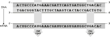 Simple bootstrap web creator software download. Transcription