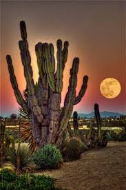 Best tamaulipas resorts on tripadvisor: Good Night Moon New Mexico Cactus Garden Arizona Cactus Beautiful Nature