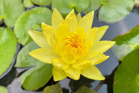 Image result for Nymphaea divaricata