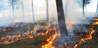 ¡alto a los incendios forestales! Los Ecologos Proponen Aprovechar Los Incendios Forestales Para Mejorar La Biodiversidad