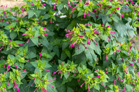 Image result for Mirabilis