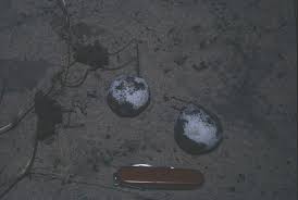 Image result for Cucumis humifructus