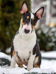 Miniature Bullterrier For Sale Miniature Bullterrier Puppies Miniature Bull Terrier Bull Terrier Bull Terrier For Sale