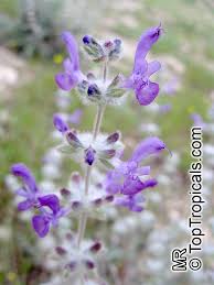 Image result for Alvesia cylindricalyx