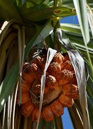 Image result for Pandanus