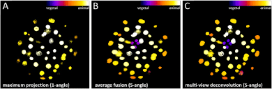 However you can click on any other heading to sort by that column, or click again to reverse the sort. Light Sheet Microscopy For Everyone Experience Of Building An Openspim To Study Flatworm Development Bmc Developmental Biology Full Text
