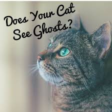 Do Cats See Ghosts Catsseeghosts Magicalcats Cats Catssuperabilities Cats Coolcats Cats Ghost Cat Ghost