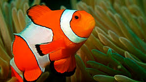 About press copyright contact us creators advertise developers terms privacy policy & safety how youtube works test new features press copyright contact us creators. What Finding Nemo Can Teach Us About Respectful Parenting Respectful Parent