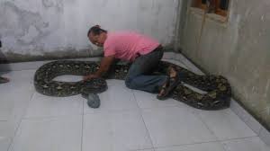 Ular besar tak berbisa, ular terbesar dan terpanjang di dunia, 10 ular terbesar di dunia, ular terbesar di indonesia yang masih hidup, ular piton 8 arti mimpi ular menurut islam digigit melihat ular besar, ular hewan yang satu ini selalu menjadi pembahasan yang menarik terutama jika ular. Gambar Ular Raksasa