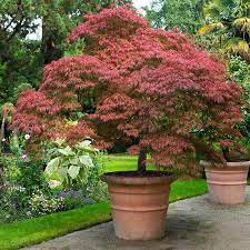 Red Dragon Japanese Maple Tree In 2021 Japanese Maple Tree Red Dragon Japanese Maple Japanese Garden