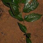 Image result for Mostuea brunonis