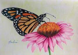 We did not find results for: Butterfly On Flower Drawing Realistic Novocom Top