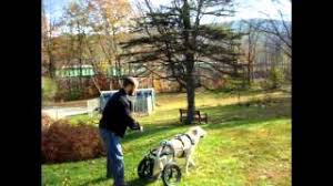 Image result for invalid dog wheelset