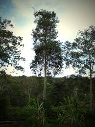 Image result for Entada stuhlmannii