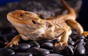 Beardie laid first time clutch, only 8 fertile eggs! 20 Types Of Bearded Dragons Species Morphs Color List Everything Reptiles