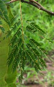 Image result for Entada arenaria