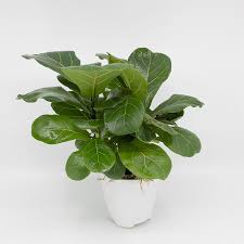 Image result for F%EDkus Ficus
