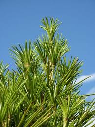 Japanische Schirmtanne Pflege Schneiden Und Braune Gelbe Nadeln Gartendialog De Pflanzen Palmenarten Palmen Garten