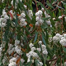 Image result for Gunillaea emirnensis