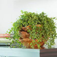 See full list on thespruce.com Exotic Angel Plants Pictures Costa Farms