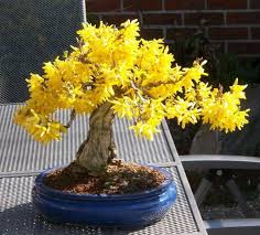 Forsythia Bonsai Bonsai Forsythia Typesofbonsaitrees Bonsai Tree Types Indoor Bonsai Tree Bonsai Tree