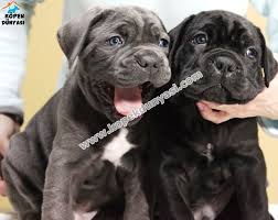 Uretim Ciftliginden Kacirilmayacak Guzellikte Elit Safkan Biri Blue Biri Siyah Renkli Cane Corsa Yavrulari Satiliktir Satilik Cane Corsa Yavru Cane Corso Siyah