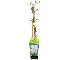 Maybe you would like to learn more about one of these? Dehner Clematis Madame Le Coultre Waldrebe Dehner