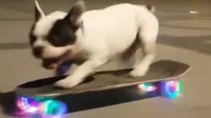 Check the reviews on these best skateboards for dogs, english & french bulldogs. French Bulldog Teaches Himself Skateboarding Daily Mail Online