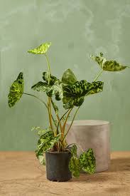 Image result for Alocasia