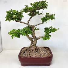 Image result for Premna mooiensis