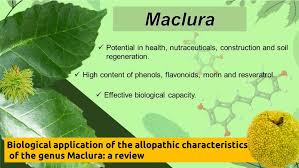 Image result for Maclura