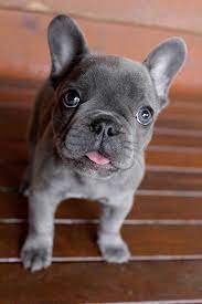 Welcome to bentonvillepets.com our desire is to breed healthy well socialized pets at a reasonable price. French Bulldog Puppies For Sale Springfield Il 294288