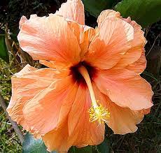 Toko bunga citra raya buka 24 jam melayani pembuatan, karangan bunga congratulations, karangan bunga happy wedding, karangan bunga duka cita, bunga standing, bunga meja. Jenis Bunga Raya Dan Gambar Mereka Hibiscus