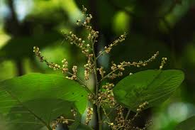 Image result for Neoboutonia