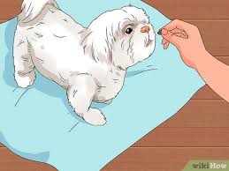 Some owners may even choose to creatively braid the hair back. How To Groom Shih Tzus 14 Steps With Pictures Wikihow