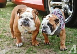 Contact for more information if inter… Akc English Bulldog Puppies English Bulldogs For Sale In Michigan What Are You Reading English Bulld Bulldog Puppies English Bulldog Puppies Puppies For Sale