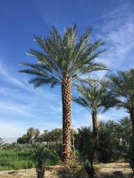 California time zone and map with current time in the largest cities. The Landscape Center Phoenix Canariensis Other Palm Trees