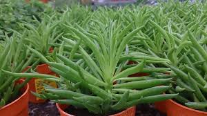 Check spelling or type a new query. Best Indoor Plants Happy Bean Plant